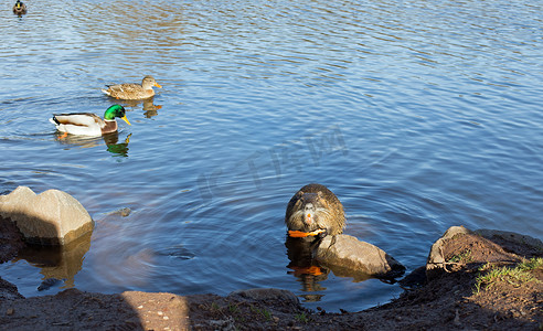 小河水摄影照片_海狸鼠（海狸鼠）和鸭子