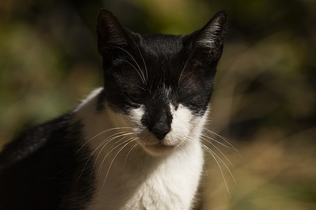 一只有黑白斑点的猫在阳光下休息