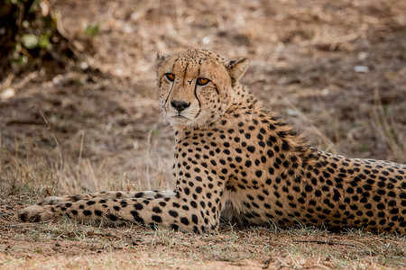 主演摄影照片_在南非克鲁格国家公园主演猎豹。