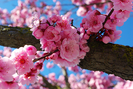 花梅花粉色梅花摄影照片_粉红色的梅花在春天盛开