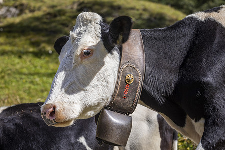 瑞士阿尔卑斯山 Engadine 山谷的高山奶牛