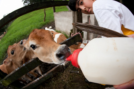 在哥斯达黎加农场喂养饥饿的小牛
