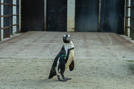 孤独的小滑稽企鹅站在岸边