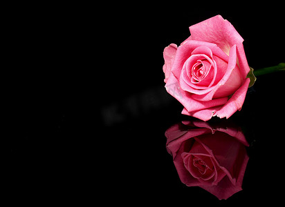 粉色玫瑰花瓣摄影照片_粉色玫瑰和黑色背景