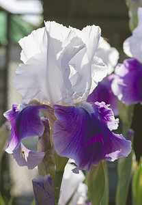 鸢尾花 紫色和白色（lat. Íris）花坛花，多年生植物