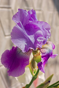 紫色虹膜（lat. Íris）花坛花，多年生，春季佛罗里达州