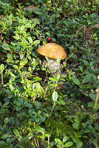 可食用的蘑菇牛肝菌在森林里。