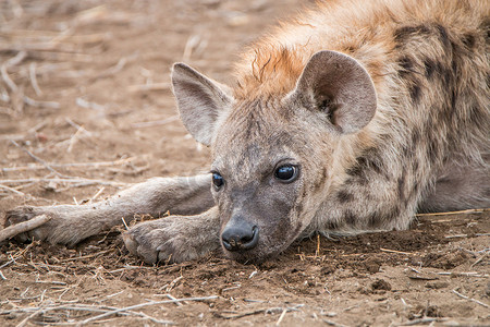 克鲁格国家公园的斑点鬣狗幼崽