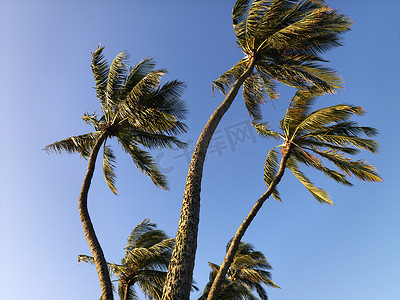 棕榈树在风中飘扬。