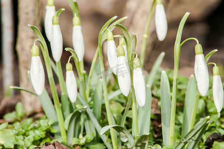 小碎花边框摄影照片_报春花花雪花莲