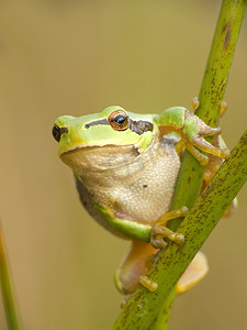 绿色小青蛙摄影照片_小青蛙