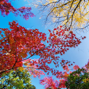 五颜六色的枫叶背景在秋天