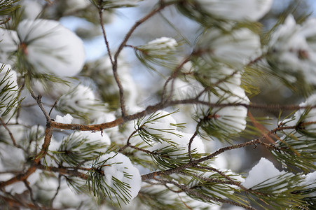白雪皑皑的松枝。