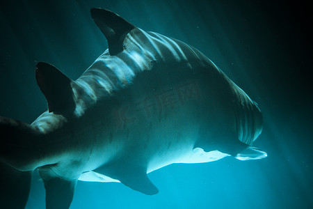 凶猛的鱼摄影照片_深蓝色水中的大鲨鱼水下照片。
