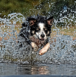 跑通过水飞溅的狗