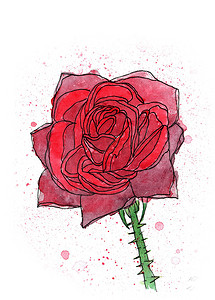 红色玫瑰花手绘摄影照片_玫瑰花手工水彩画