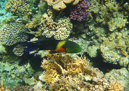鱼药摄影照片_红海中的热带奇异鱼类。