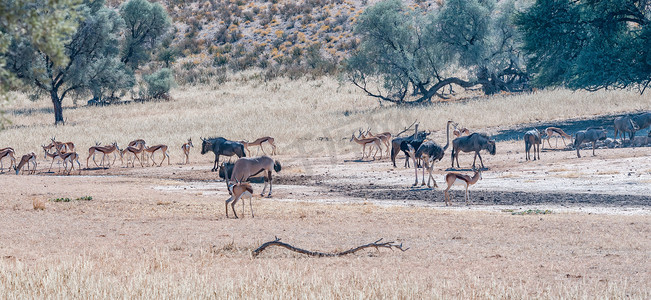 小手拉大手共筑碧水蓝天摄影照片_干旱的 Kgalagadi 中的大羚羊、牛羚、跳羚和鸵鸟