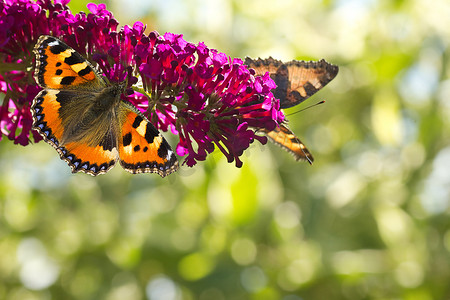 粉色小蝴蝶摄影照片_蝴蝶布什上的小龟甲蝴蝶