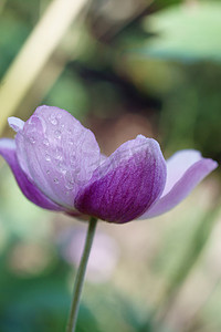 与水滴的紫色花