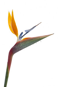 天堂鸟花 (Strelitzia reginae) 上白色 b 孤立