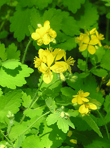 白屈菜草本植物黄色的花朵