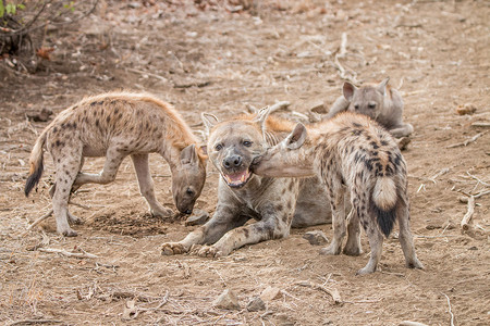 斑点鬣狗幼崽和鬣狗妈妈在克鲁格国家公园