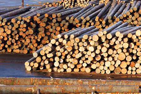 木材厂原木堆木等待处理