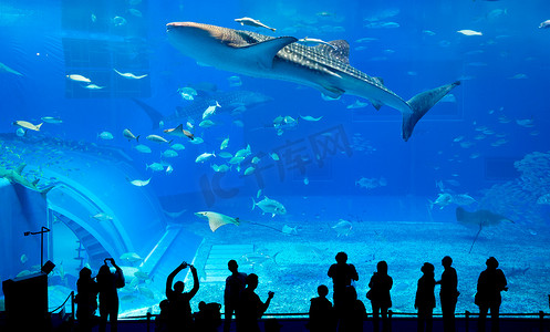 海洋馆中人和巨型鲸鲨的剪影