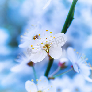 春天摄影照片_春天盛开的白色春天的花朵