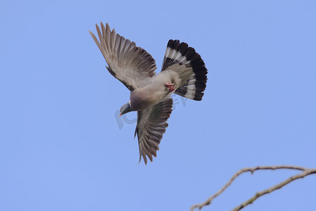 一只翅膀完全展开、腿收起的飞鸽的下面