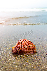 沙滩上的彩色贝壳和沙滩上的波浪