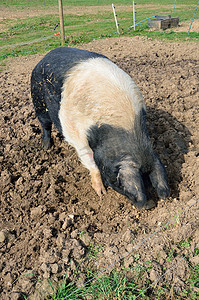 黑色的猪摄影照片_粉色和黑色的猪