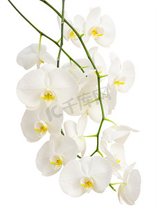 兰花鲜花摄影照片_白色浪漫兰花长而优雅的枝条