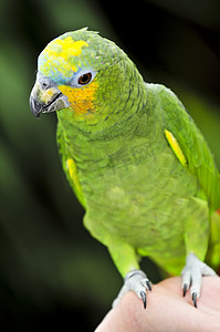 黄肩亚马逊鹦鹉