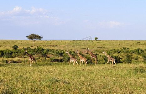 美丽的长颈鹿在非洲的野性中。