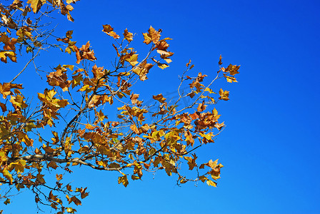 黄色的秋叶蓝天
