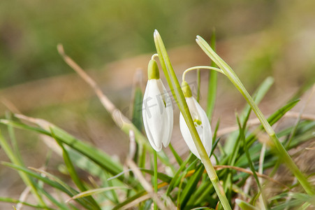 报春花花雪花莲