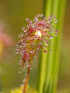 茅膏菜