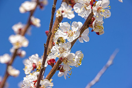 蜜蜂在花园里给幼树花授粉，蜜蜂收集 po