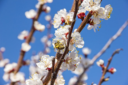 蜜蜂在花园里给幼树花授粉，蜜蜂收集 po