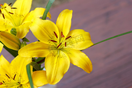 开花的黄色百合细节