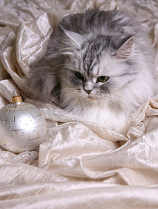 圣诞球和猫