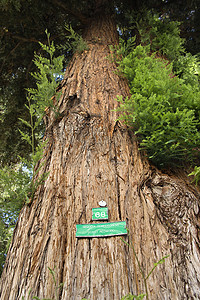 带标志的红木红杉