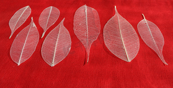 红色背景上的七个骨架叶榕 (Ficus benjamina)。