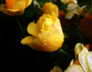 带雨滴的黄玫瑰