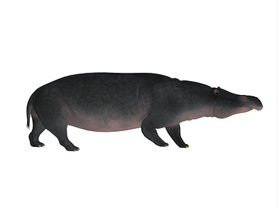 Moeritherium 侧面轮廓