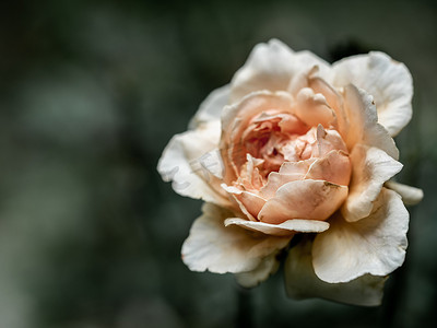 枯萎的马索拉玫瑰受伤的花瓣