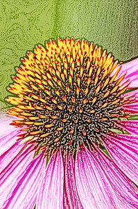 紫锥菊，金光菊作为绘图