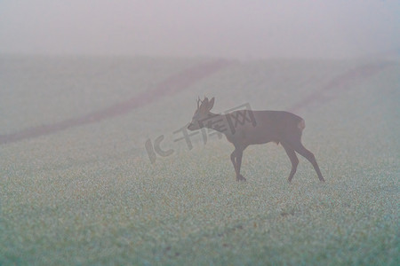 秋天的田野摄影照片_秋天，一只年轻的獐鹿站在收获的田野上